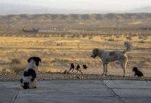 "Мы несем потери в мирное время" – эксперт поддержал поправки в закон об ответственном содержании животных