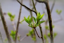 Шымкент ждут резкие погодные контрасты