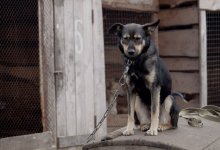 Спорный метод или необходимость? Эксперт – о судьбе бродячих животных в Казахстане