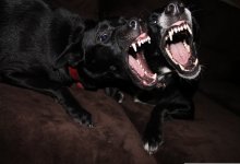 Бездомные собаки в Казахстане: между жалостью и реальной угрозой