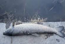 Мертвые рыбы напугали астанчан: Комитет рыбного хозяйства прокомментировал ситуацию