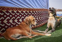 Казахский тазы собрал единомышленников в Узынагаше и Жаркенте