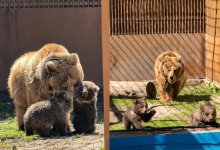 Краснокнижные медвежата появились на свет в Алматинском зоопарке