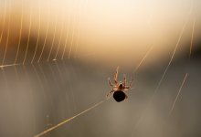 Паук залез женщине в ухо и прожил в нем неделю