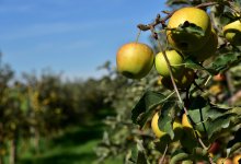 Махинации с яблоневыми садами на 430 млн тенге в Шымкенте: дело направлено в суд