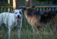 На беременную женщину напали собаки в Кокшетау: как скажутся прививки от бешенства на плод – неизвестно