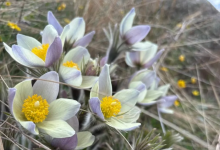 Ядовитые краснокнижные растения цветут в Бурабае