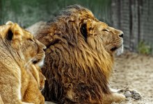 Алматинец ответил за дерзкую выходку в зоопарке (ВИДЕО)