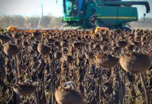 Не одной пшеницей