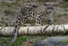 Снежный барс попал на видео в нацпарке “Алтын-Эмель”