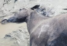 Более 100 лошадей погибли из-за непогоды в Мангистауской области