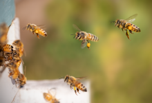 Грузовик с миллионом пчел попал в ДТП