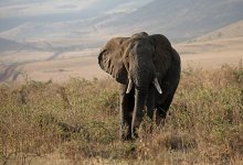 Владелец сафари-парка погиб в результате нападения слона на глазах у туристов