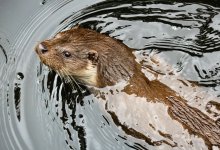 Выдра впервые попала в фотоловушку в Алматинской области (ВИДЕО)