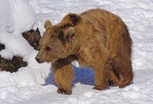 Тянь-шаньский бурый медведь проснулся раньше в этом году (ВИДЕО)