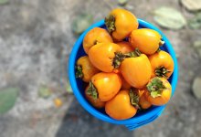 Девочка съела более килограмма хурмы и попала на операционный стол