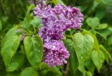 Небо затянет: Шымкент ждут осадки, грозы и порывистый ветер