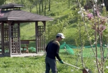 "Зверски выломали": уничтожение деревьев рабочими засняли в Алматы (ВИДЕО)