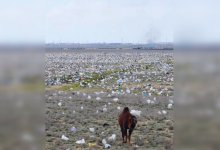 Степь в Мангистау очистили от мусора после скандальных кадров (ВИДЕО)