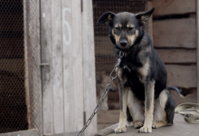 "Закон есть, но система не работает полноценно": эксперт о проблемах обращения с животными в Казахстане