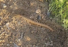 Жительница Актау заметила в степи существо, похожее на сколопендру (ВИДЕО)