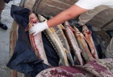 За икру и осетровую рыбу могут посадить в Казахстане