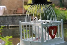 Свадебная традиция оказалась под ударом из-за зоозащитников