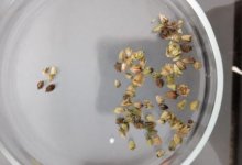 Зараженные семена и зерно выявили в двух регионах Казахстана