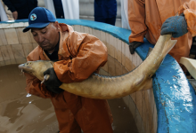 Осетровые возвращаются в Атырау