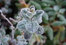 Заморозки ожидаются в шести областях Казахстана 28 апреля