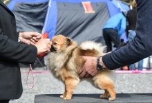 Выставка собак всех пород пройдет в Астане