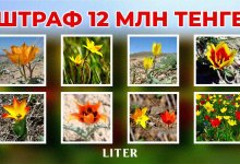 Не уверен – не рви: какие растения и грибы могут оставить вас без денег в Казахстане