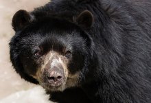 68-летняя женщина лишилась половины лица после нападения медведя
