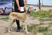 21 тазы получат документ с родословной после смотра в селе Мерке