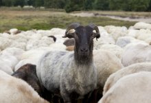 Жамбылский пастух продал 76 чужих овец, надеясь, что пропажу не заметят