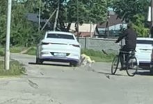 Собаку привязали к автомобилю и мучили в Жетысу (ВИДЕО)