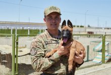 Гвардейские собаки с чемпионской родословной будут улучшать кинологический фонд МВД