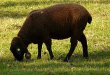 Где в Алматы можно совершить жертвоприношение на Курбан айт
