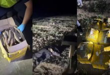 Более 500 кг рогов сайгака изъяли в Жетысуской области (ВИДЕО)