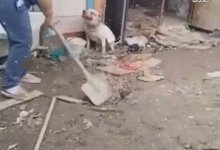 Женщине, избившей собаку лопатой, вынесли приговор в Атырау