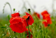 Жару до +33 и дождь прогнозируют в Шымкенте