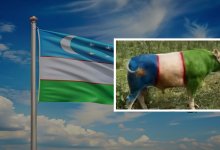 Быка раскрасили в цвета флага ради рекламы в Узбекистане