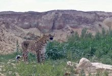 Леопард по кличке Алтынкоз вернулся в Устюртский заповедник