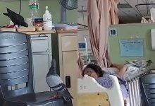Голуби захватили больничные палаты с беспомощными пациентами