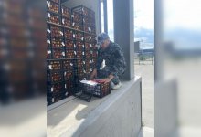 40 тонн зараженных персиков и моркови пытались ввезти в Казахстан из Китая