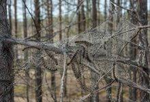 Гусеницы атакуют