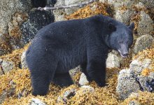 Американка отбила в одиночку свою собаку из лап крупного барибала