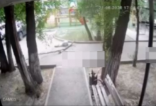 Ветка рухнула прямо на голову девушки в Жетысу (ВИДЕО)