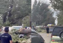 Дерево упало на два автомобиля в Алматинской области