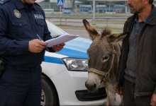Осел сбежал с дачи и оказался у аэропорта Астаны